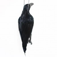 ホットセリングシミュレーションカラス羽毛クロウバードバードエクソシストハロウィーンデコレーションハンティングベイトとデスハンギングカラス