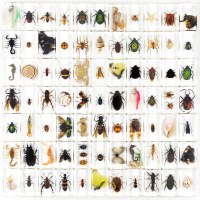 ミレニアムワーム樹脂ドリップ昆虫動物100以上