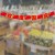国庆拉旗GZ-10