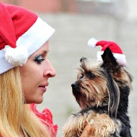 ペットクリスマス帽子テディビション猫犬帽子クリエイティブ帽子装飾ホリデーパーティー装飾用品