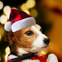 香港愛猫と犬クリスマス帽子帽子ベルベットぬいぐるみ帽子パーティー装飾帽子クリスマスペット帽子
