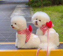ペット用リード、小型犬用リード、胸部および背中用リード、旅行用犬用リード、韓国ペット用品