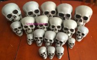 ハロウィン小道具大小の頭蓋骨シミュレーション頭蓋骨モデル人間の頭蓋骨ホラーシーン装飾用品